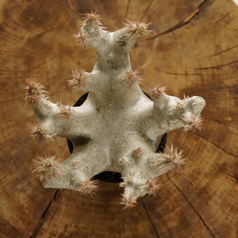Pachypodium horombense【発根済み】〈幹幅11.8cm〉 | QSPLANT