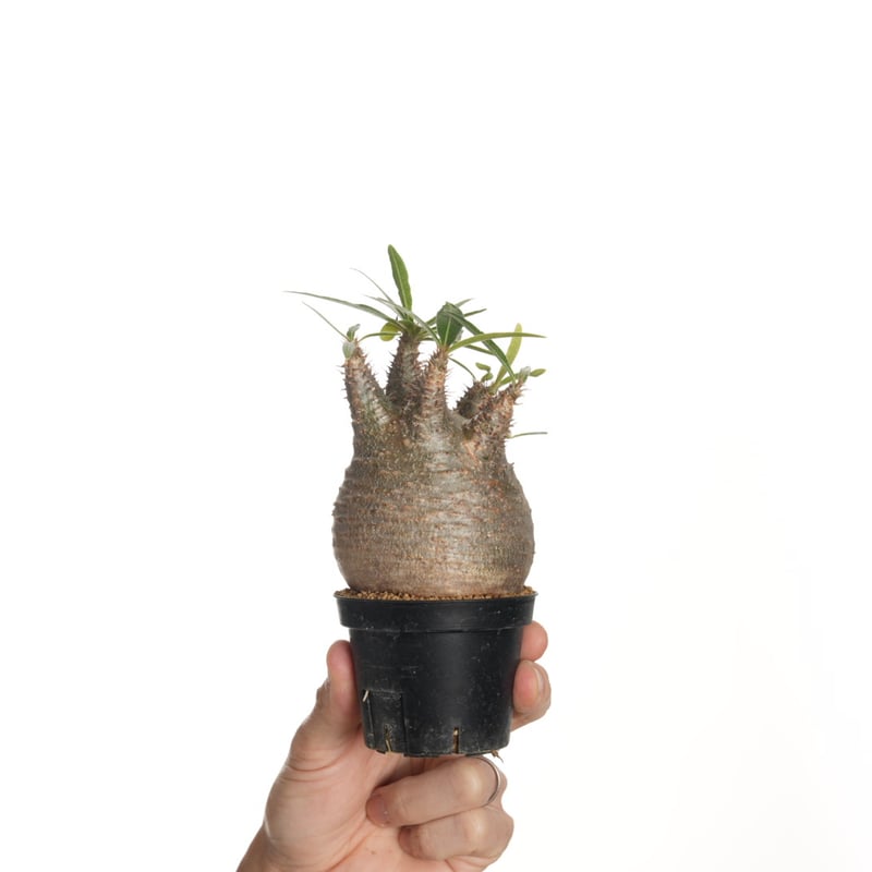 Pachypodium rosulatum var. gracilius 【発根済み】〈幹