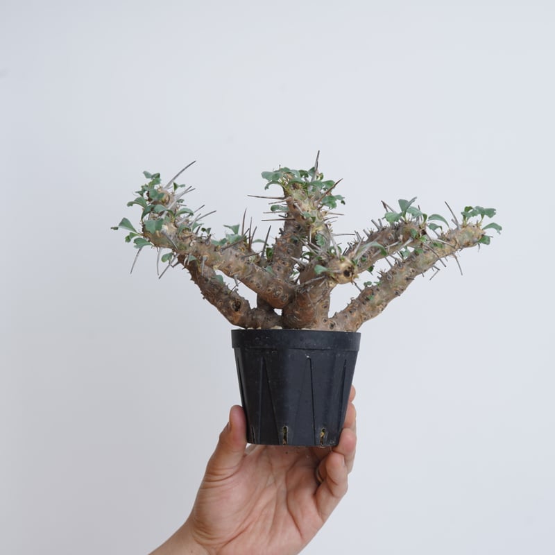 モンソニア クラシカウリス 現地球 発根株 (鉢付き) 【公式通販】