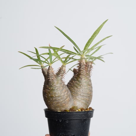 Pachypodium rosulatum var. gracilius   【発根済み】〈幹幅9.0cm〉