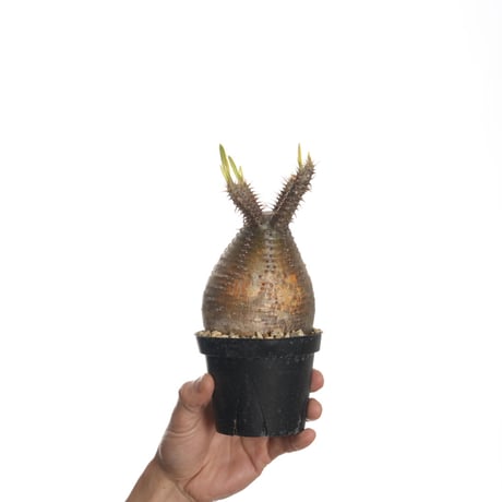 Pachypodium rosulatum var. gracilius   【発根済み】〈幹幅8.8cm〉