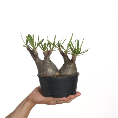 パキポディウム　グラキリス　特大株　発根済み　② パキプス　アガベ Amazon.co.jp: パキポディウム グラキリス 特大株 発根未確認