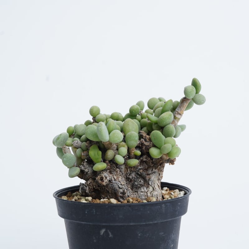 【国内採種】Ceraria Pygmaea seeds 新鮮種子50粒 国内採種】Ceraria Pygmaea seeds 新鮮種子50粒