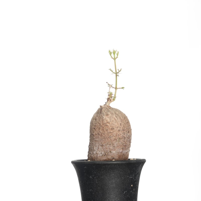 Cyphostemma montagnacii 【発根済み】〈幹幅4.0cm〉 | QSPLANT