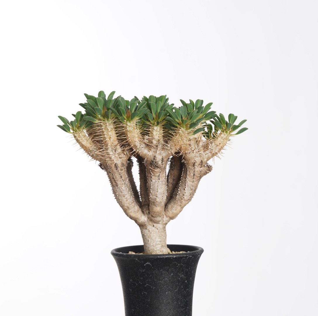 ユーフォルビア ギラウミニアナ ベアルート 発根済み 新緑展開開始