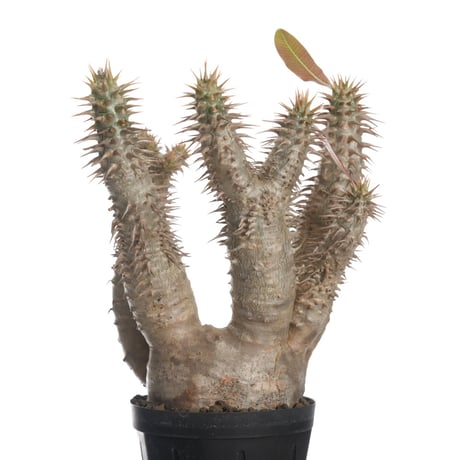 Pachypodium horombense【発根済み】〈幹幅7.8cm〉