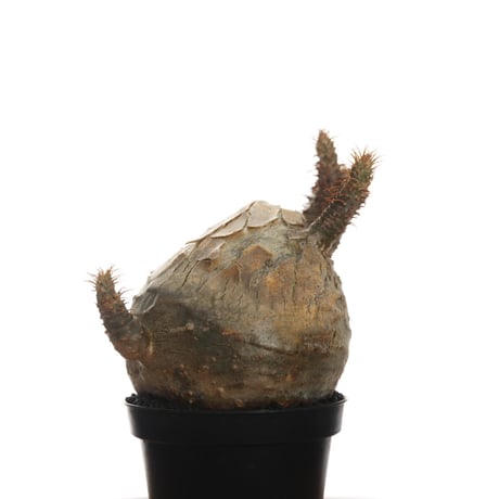 Pachypodium rosulatum var. gracilius   【発根済み】〈幹幅7.5cm〉