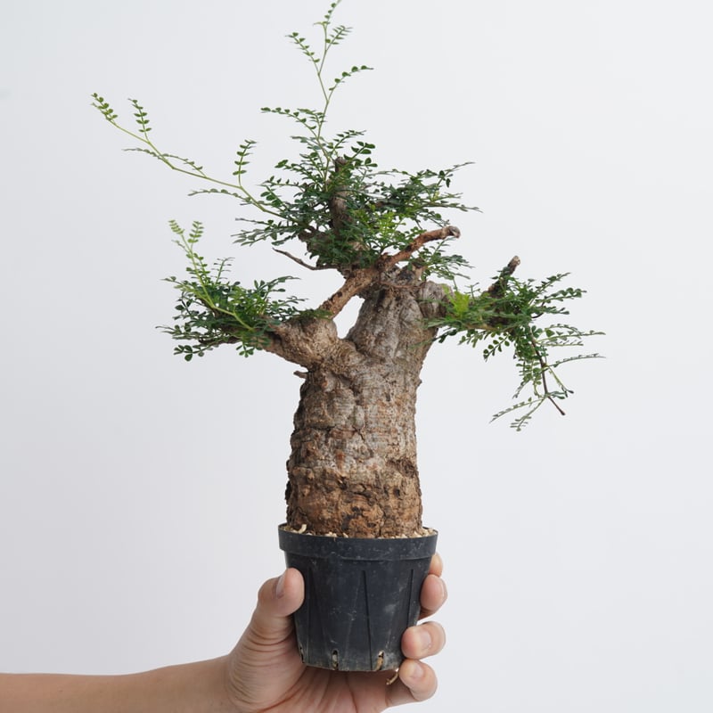 種子100粒Operculicarya 手っ取り早く pachypus