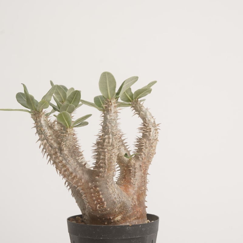 Pachypodium horombenseパキポディウムホロンベンセ パキポディウム ホロンベンセ Pachypodium horombense