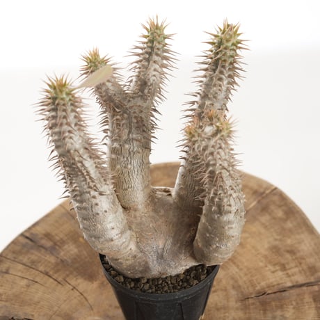 Pachypodium horombense【発根済み】〈幹幅7.8cm〉