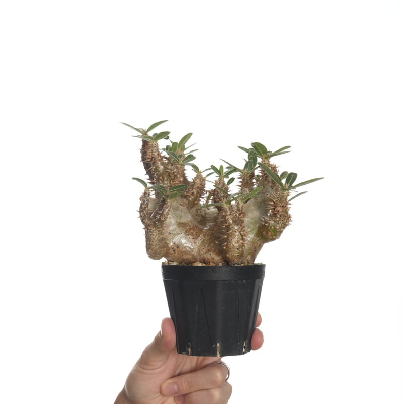ホロンベンセ 現地球 発根済 塊根植物 ダブルヘッド 2頭 Amazon.co.jp: ホロンベンセ 現地球 発根済 塊根植物 ダブル