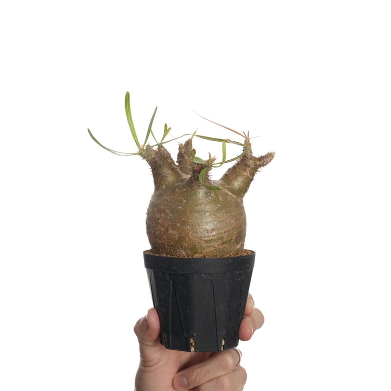 Pachypodium rosulatum var. gracilius 【発根済み】〈幹