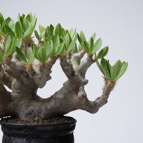 Pachypodium brevicalyx × Tomoharu Nakagawa植木鉢【発根済み】