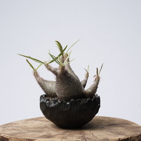 Pachypodium rosulatum var. gracilius   × Tomoharu Nakagawa植木鉢 【発根済み】〈幹幅15.1cm〉