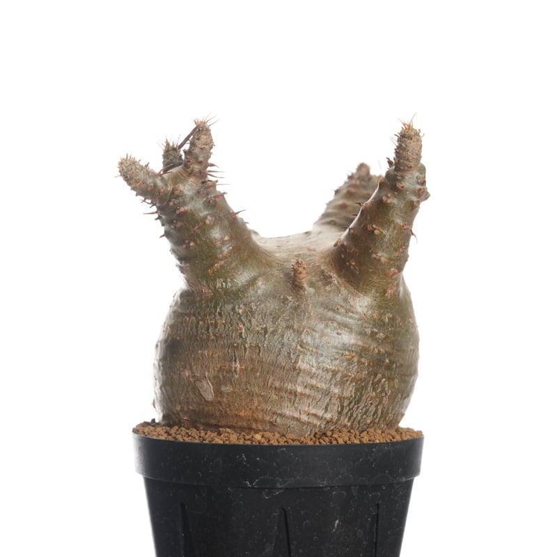 Pachypodium rosulatum var. gracilius 【発根済み】〈幹