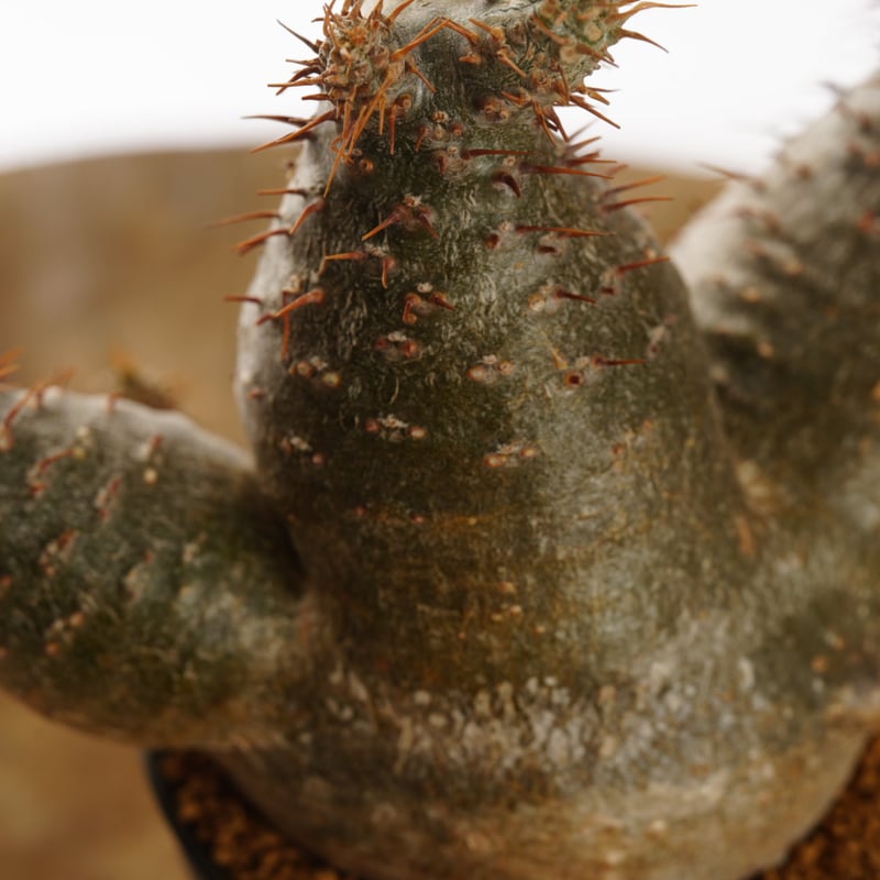 Pachypodium rosulatum var. gracilius 【発根済み】〈草