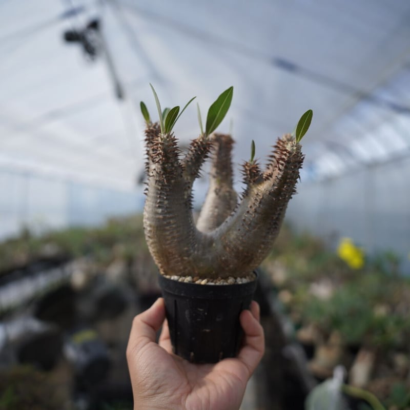 Pachypodium makayense | QSPLANT