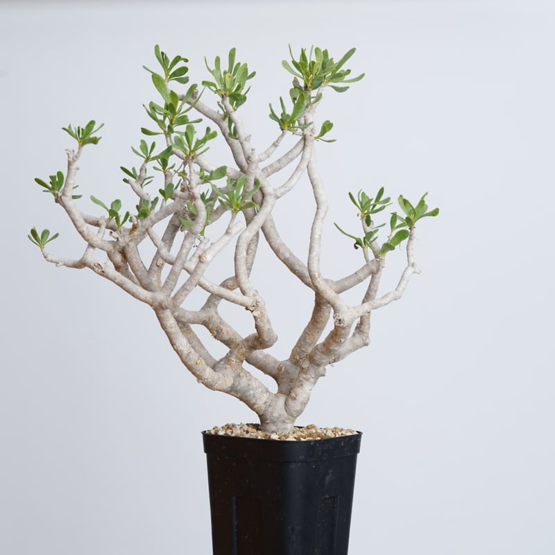 Othonna furcata 【発根済み】〈幹幅2.8cm〉 | QSPLANT