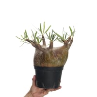 Pachypodium rosulatum var. gracilius   【発根済み】〈幹幅16.3cm〉