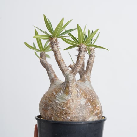 Pachypodium rosulatum var. gracilius   【発根済み】〈幹幅12cm〉