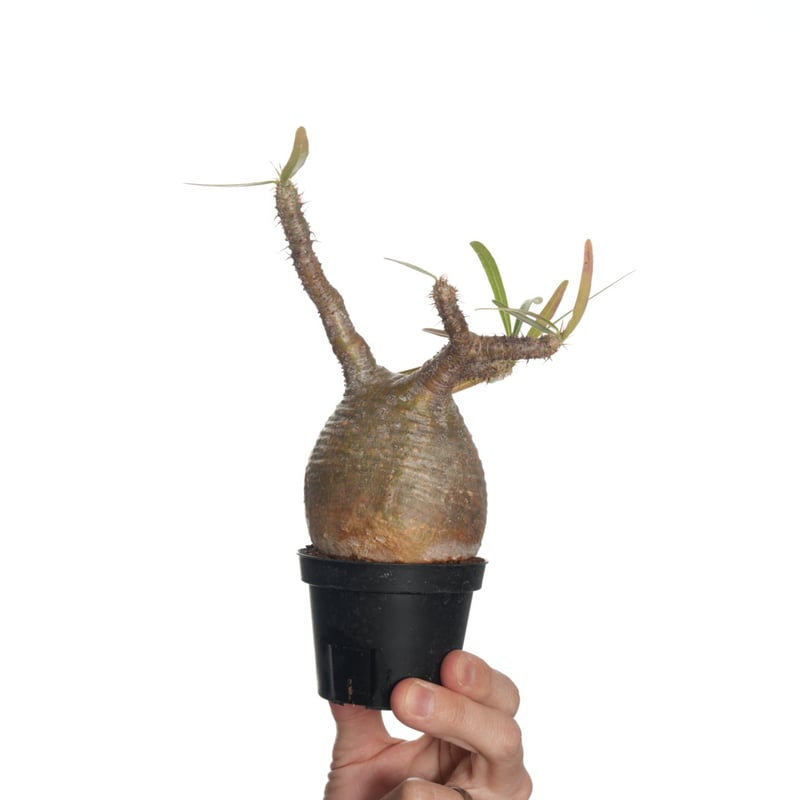 Pachypodium rosulatum var. gracilius 【発根済み】〈幹