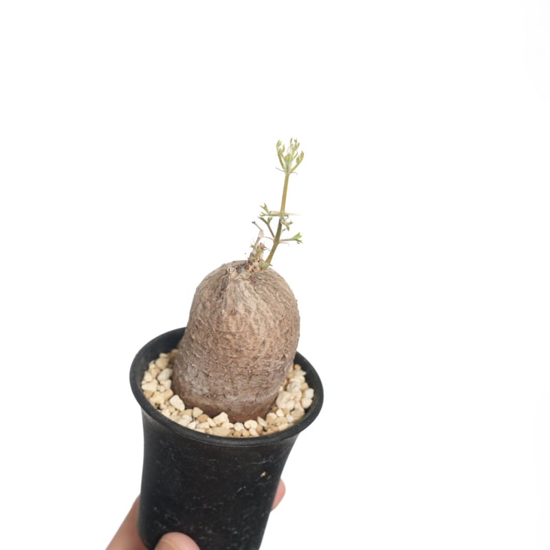 Cyphostemma montagnacii 【発根済み】〈幹幅4.0cm〉 | QSPLANT