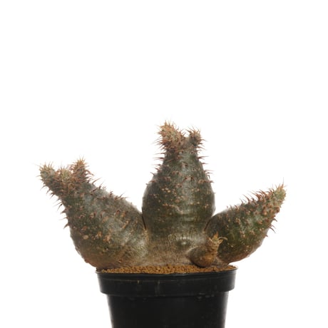 Pachypodium rosulatum var. gracilius   【発根済み】〈草幅8.5cm〉