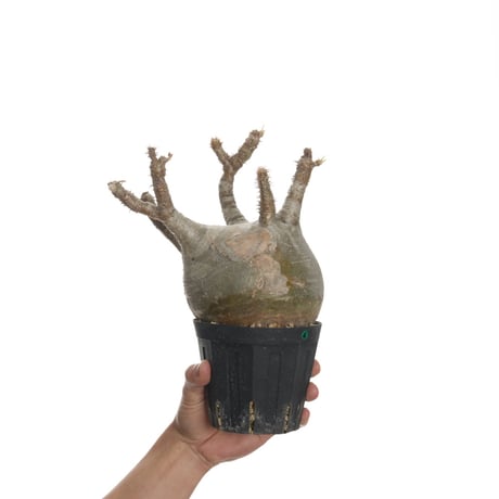 Pachypodium rosulatum var. gracilius   【発根済み】〈幹幅12.5cm〉