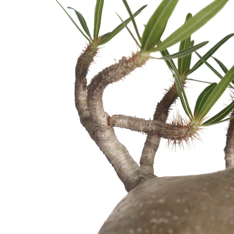 Pachypodium rosulatum var. gracilius 【発根済み】〈幹