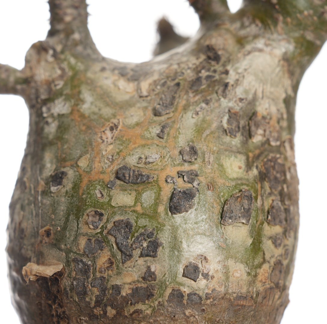Pachypodium rosulatum var. gracilius 【発根済み】〈幹
