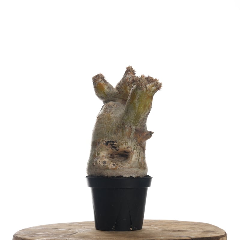 Pachypodium eburneum 【発根済み】〈幹幅9.1cm〉 | QSPLANT