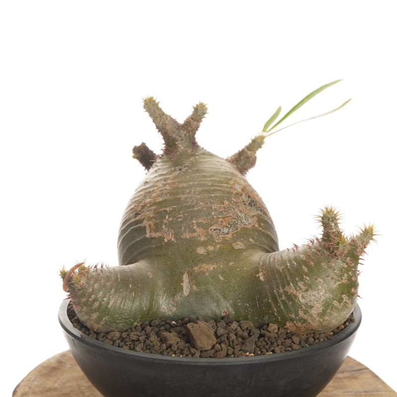 Pachypodium rosulatum var. gracilius 【発根済み】〈草