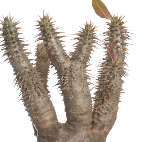 Pachypodium horombense【発根済み】〈幹幅7.8cm〉