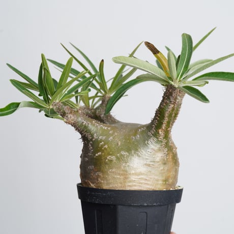 Pachypodium rosulatum var. gracilius   【発根済み】〈幹幅12.1cm〉