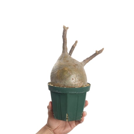 Pachypodium rosulatum var. gracilius   【発根済み】〈幹幅11.5cm〉