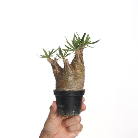 パキポディウム　グラキリス　約250株 パキポディウム グラキリス 二頭【イチ押し！パキポディウム系の