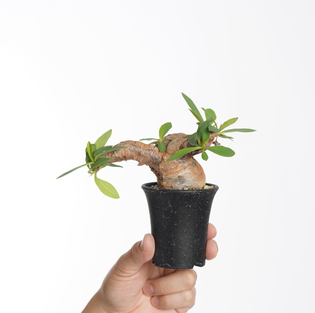 Euphorbia itremensis 【発根済み】〈幹幅4.5cm〉 | QSPLANT Euphorbia itremensis 【発根済み】〈幹幅4.5cm〉 | QSPLANT