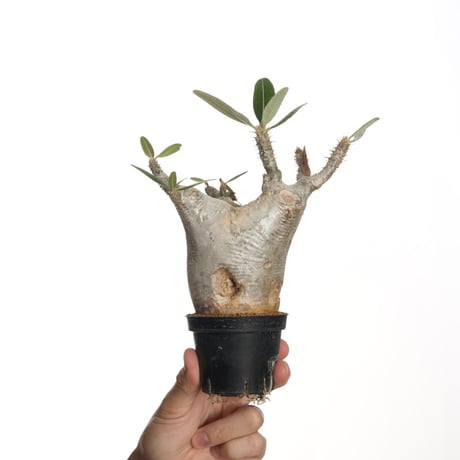 土*様 パキポディウムカクチペス現地球 パキポディウム カクチペス | hanayoshi-botanical