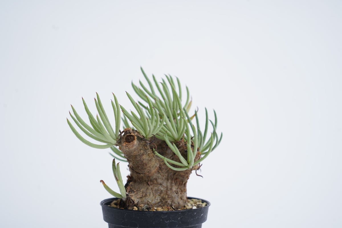 チレコドン　ペアルソニー⑥ 実生株　発根済み　鉢ごと発送　白象 塊根植物 チレコドン ペアルソニー⑥ 実生株 発根済み 鉢ごと発送 白象 塊根植物