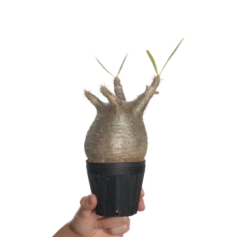 Pachypodium rosulatum var. gracilius 3頭株 Pachypodium rosulatum var. gracilius 3頭株 Pachypodium rosulatum