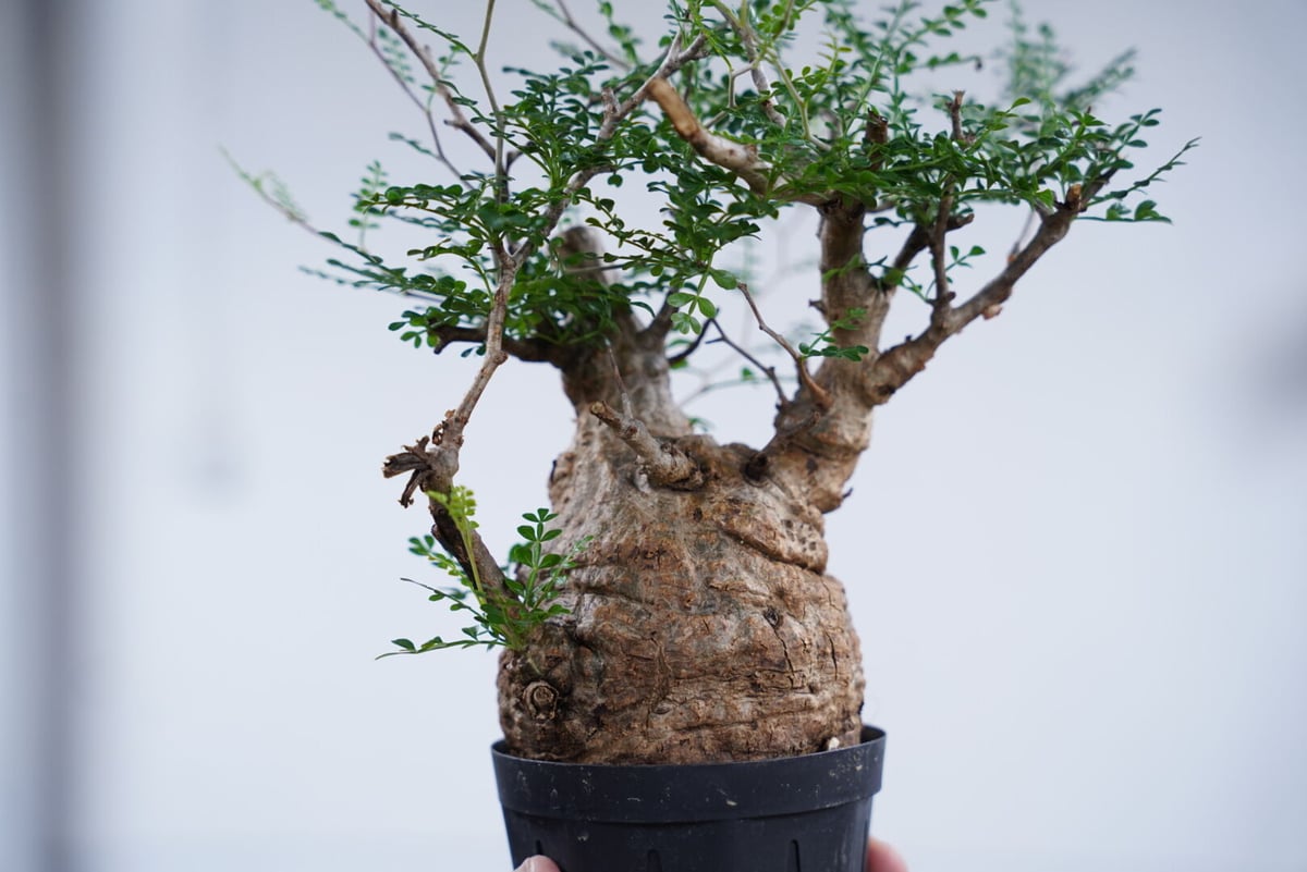 Operculicarya pachypus 〈幹幅10.3cm〉 | QSPLANT