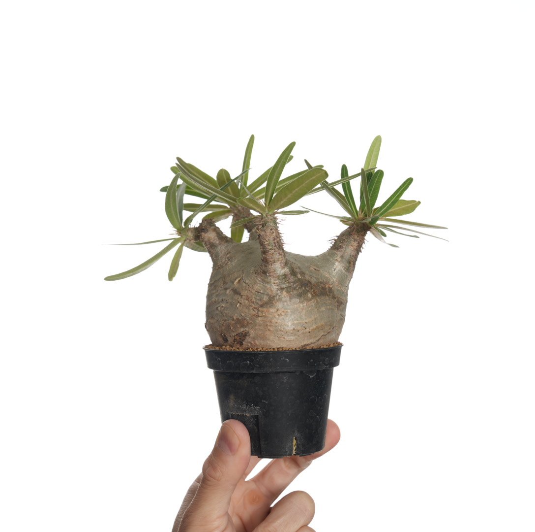 Pachypodium rosulatum var. gracilius 【発根済み】〈幹