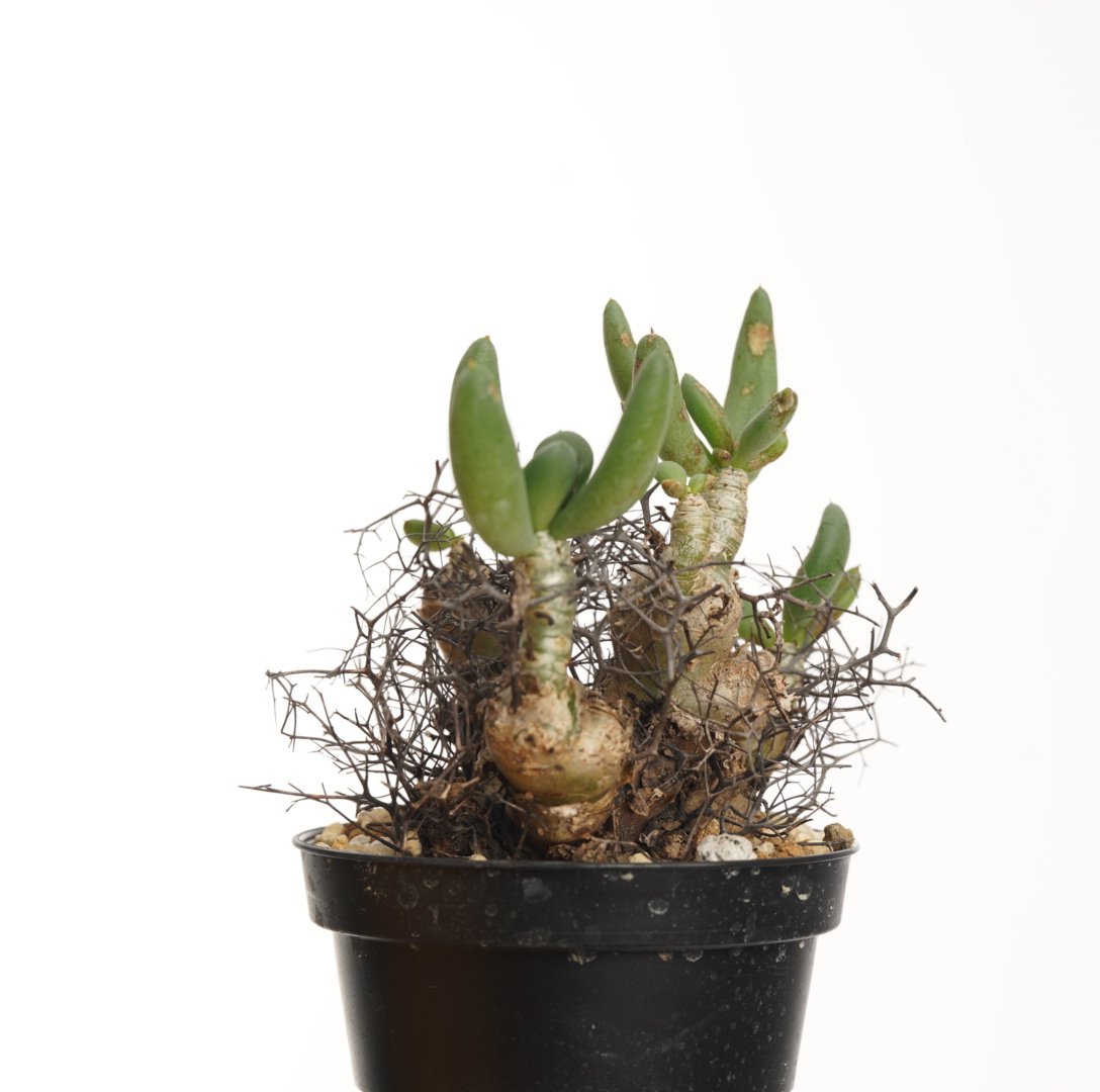 Tylecodon reticulatus 万物想 塊根植物 Amazon｜【現品限り】チレコドン・レティキュラータス 万物想