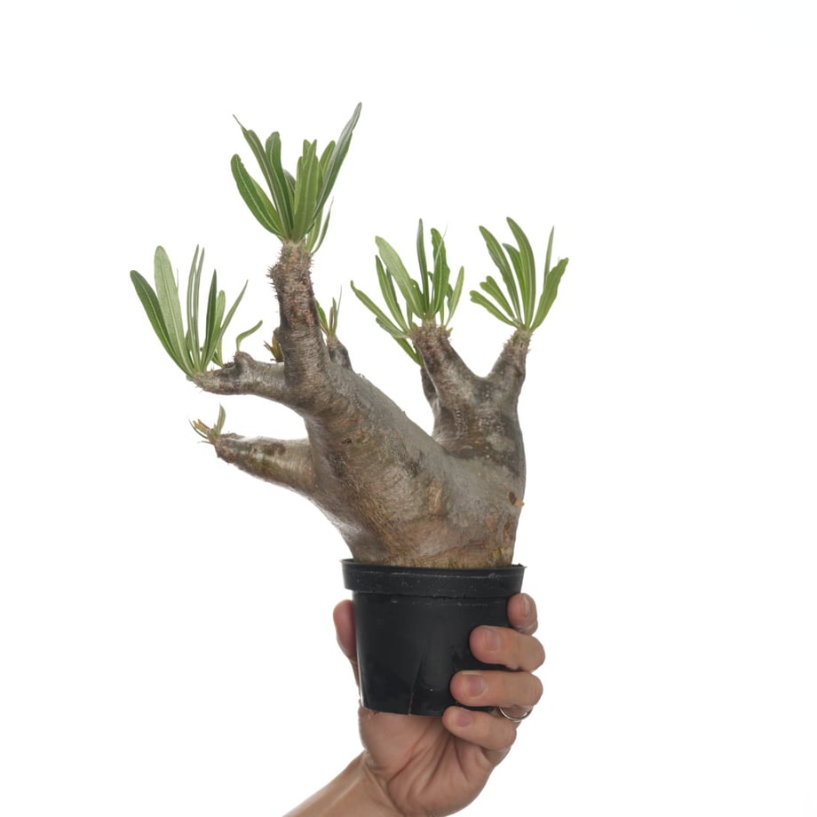 6837e5c08f9c858526a4e3e5