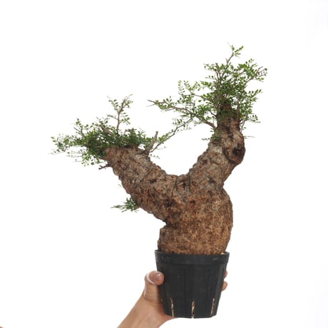 Operculicarya  pachypus 【発根済み】〈幹幅10.9cm〉
