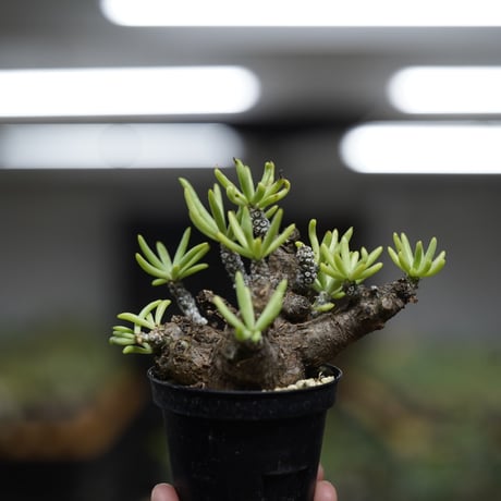 《ｷｭｰｴｽ ﾉ ｿｳｺｲﾁ5 ｵﾝﾗｲﾝ》Tylecodon pearsonii 【発根済み】〈幹幅5.3cm〉 no.3