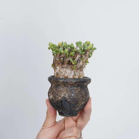 Ceraria pygmaea×Tomoharu Nakagawa植木鉢【発根済み】〈幹幅5.6cm〉