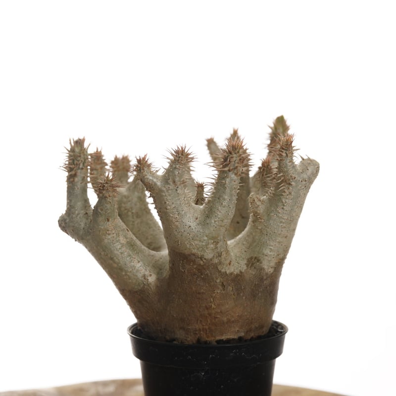 Pachypodium horombense【発根済み】〈幹幅11.8cm〉 | QSPLANT