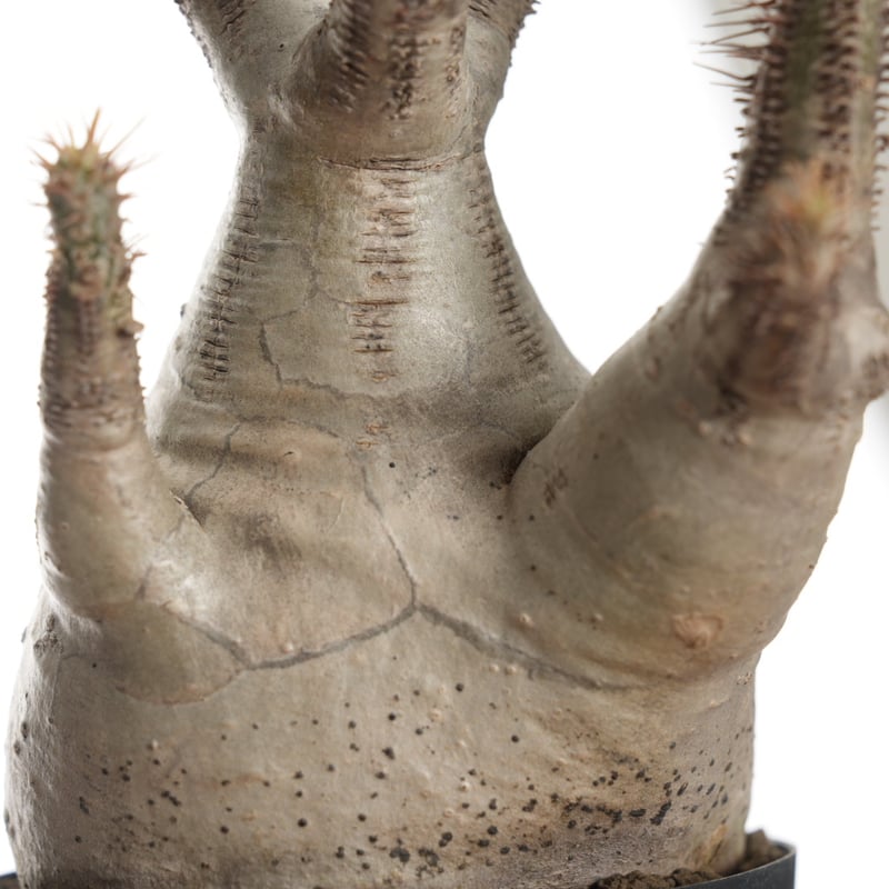 Pachypodium rosulatum var. gracilius 【発根済み】〈幹