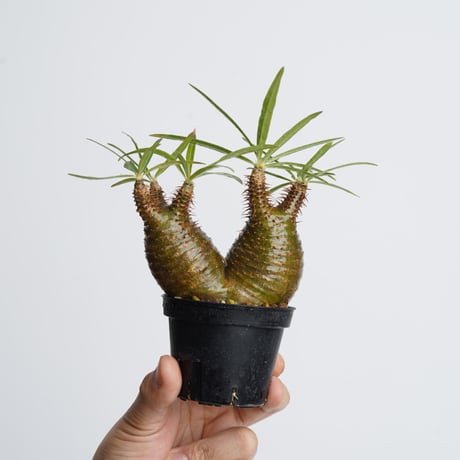 Pachypodium rosulatum var. gracilius   【発根済み】〈幹幅9.0cm〉